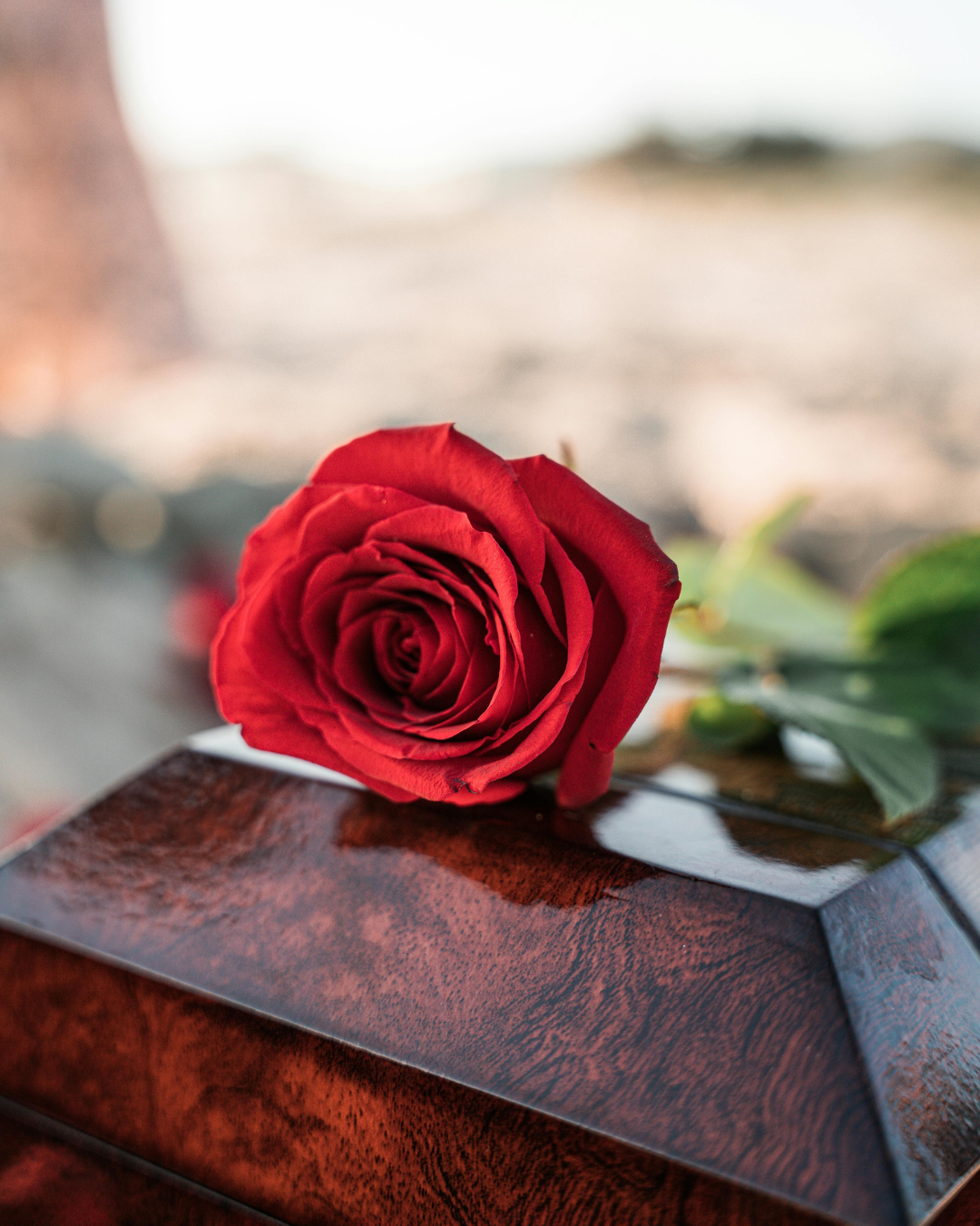 Rote Rose liegt auf einem dunkelbraunen Sarg mit unscharfem Hintergrund