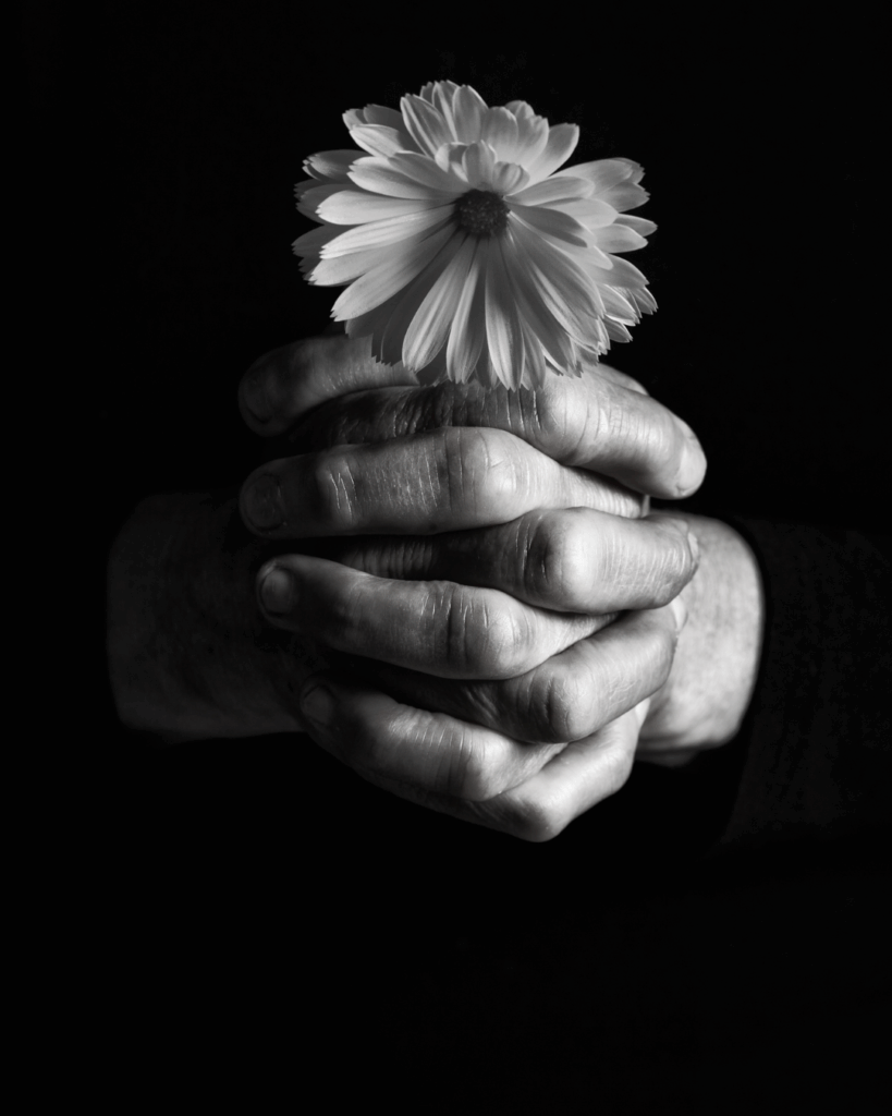Schwarz-weiß-Foto von zwei verschränkten Händen, die eine einzelne Blume mit vielen Blütenblättern halten, vor schwarzem Hintergrund